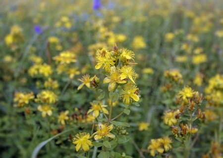 St. John's Wort - perennial herb in flowering stage in summer close up