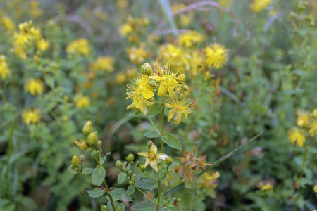 St. John's Wort - perennial herb in flowering stage in summer close upの写真素材