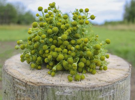 Medicinal plant - Pharmacy Chamomile with inflorescences on a wooden stump. Close-upの写真素材