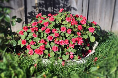 Garden plant with red small flowers grows in the countryの写真素材