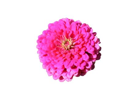 One raspberry peony closeup on a white backgroundの写真素材
