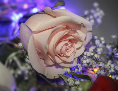 Close-up pink rose and gypsophila in the light of a garlandの写真素材