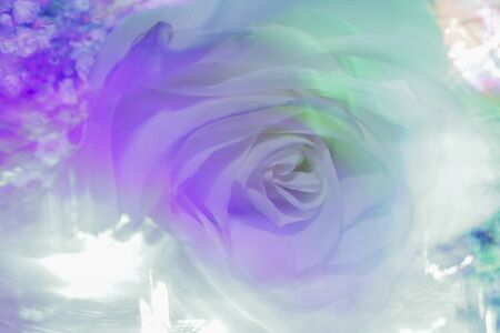 Rose backlit closeup for backgroundの写真素材