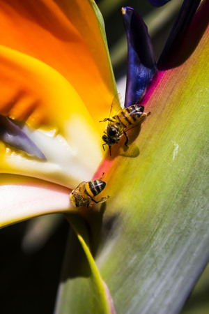 A bee's Lifeの写真素材
