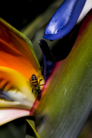 A Bee's Life