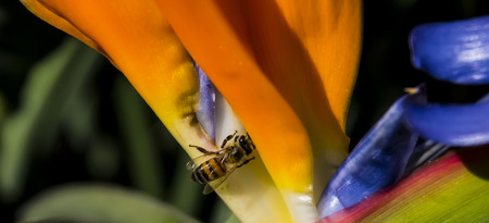 a Bee's Lifeの写真素材