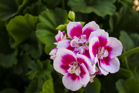 Blooming Flowerの写真素材