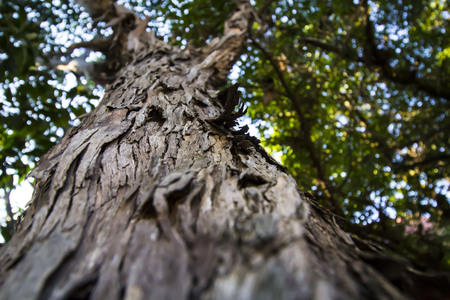 tree trunk texture の写真素材