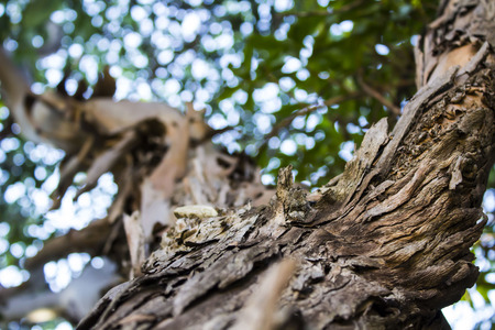 tree texture close up の写真素材