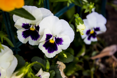 flowerの写真素材