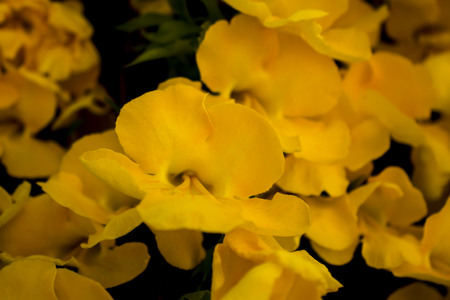 yellow flowerの写真素材