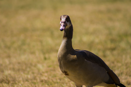 wild duckの写真素材