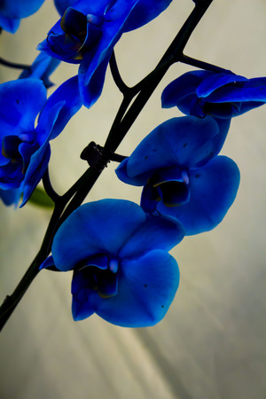 Blue Orchidの写真素材