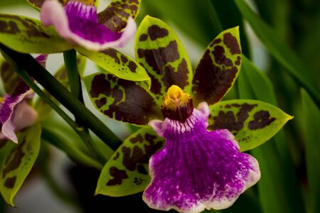 green and pink Orchidの写真素材