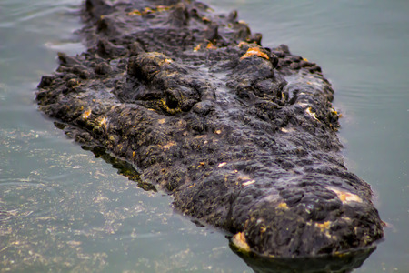 Male Crocodile Head