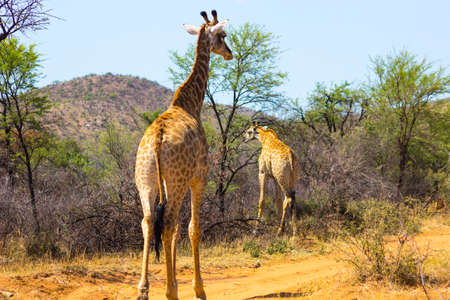 Giraffesの写真素材