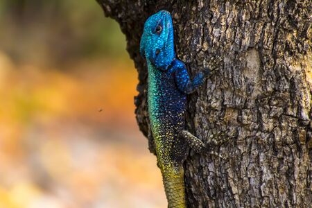 Blue head agama lizardの写真素材