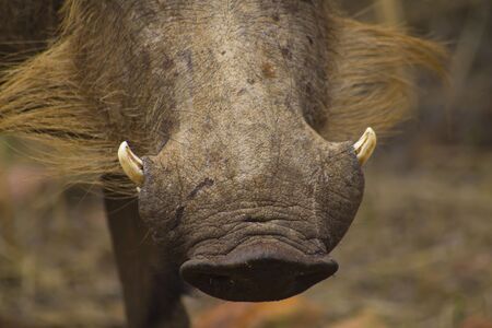 Warthog noseの写真素材