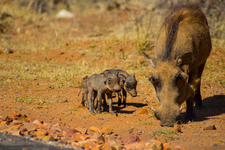 Warthog babiesの写真素材