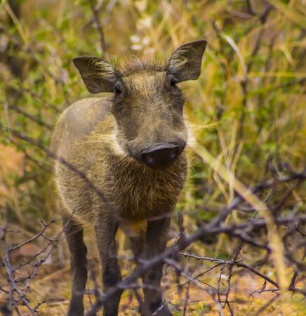 Warthogの写真素材
