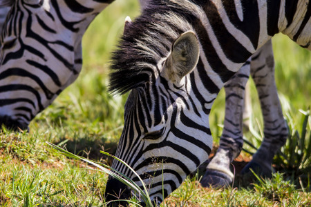 Zebra Face close upの写真素材
