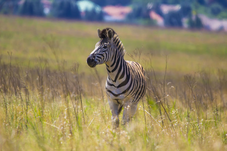 Zebra Walking in open fieldの写真素材