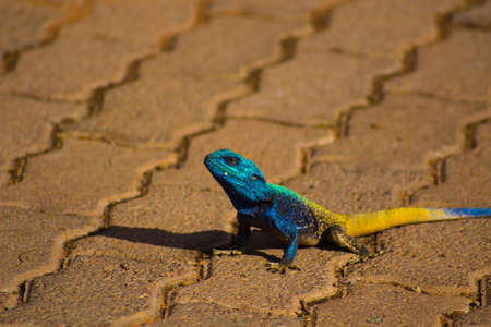 Blue head agama lizard sitting in a treeの写真素材