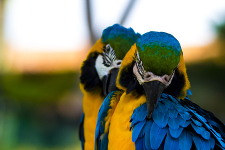 Pair of Blue and Gold Macaws grooming