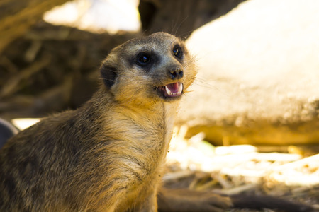 Meerkat Suricata suricatta