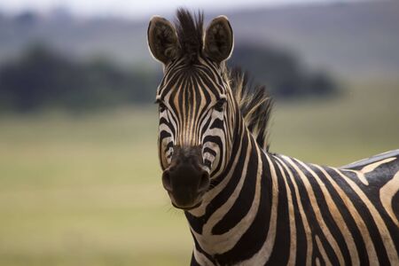 Zebra face with stripes close up