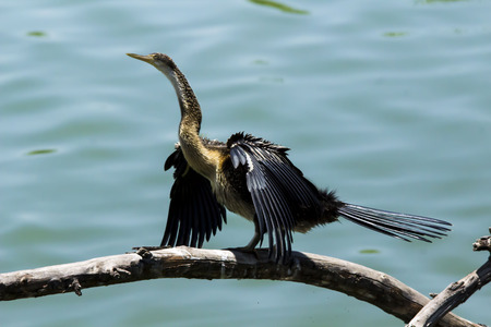African darter Anhinga rufa heating up after a swimの写真素材
