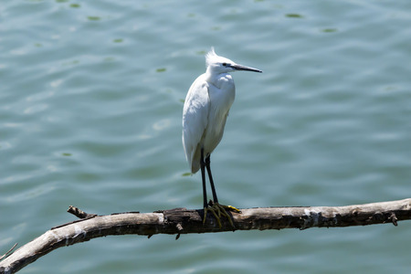 Little Egret bird