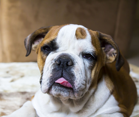 British bulldog relaxing on his pet cushionの写真素材