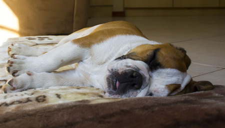 British bulldog sleeping on his pet cushionの写真素材