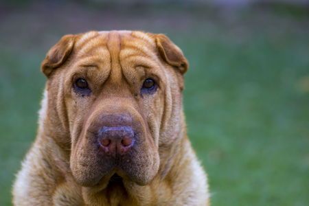 Sharpei dog breed starrring, portraitの写真素材