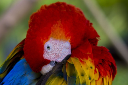 Scarlett Macaw Grooming his feathersの写真素材