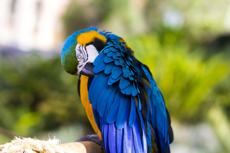 Blue and Gold Macaw grooming on a wooden branchの写真素材