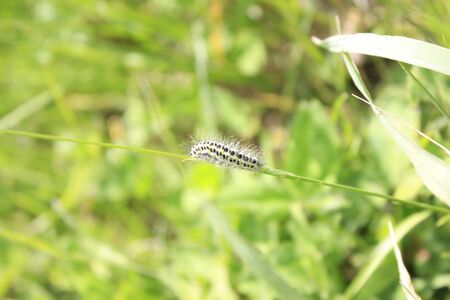 Caterpillar on a blade of grassの写真素材