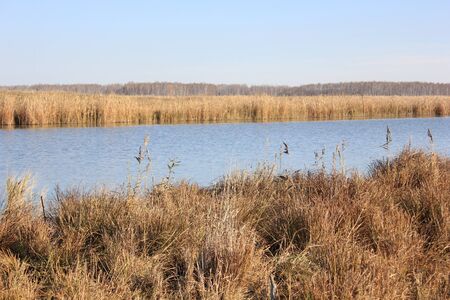 Excavation in the reedsの写真素材