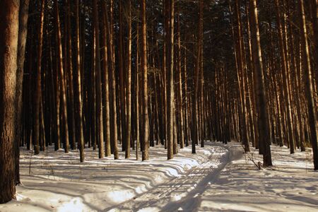 Walking through the taigaの写真素材