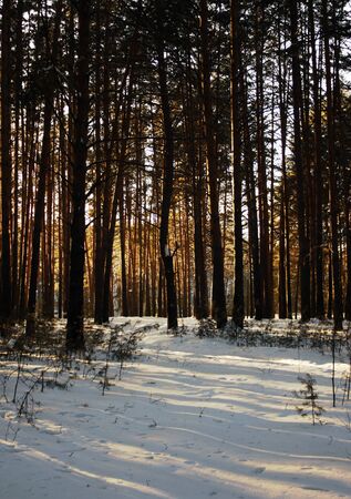 Walking through the taigaの写真素材