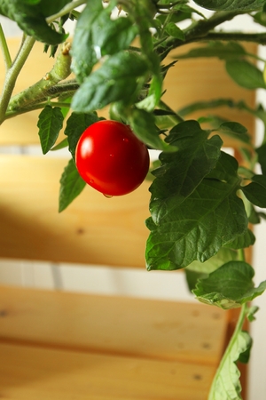 Close up shot Growing tomatoの写真素材
