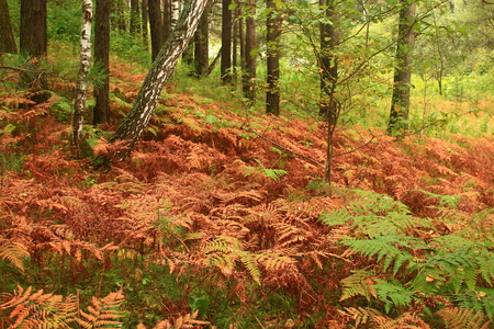Redhead fern in the taigaの写真素材