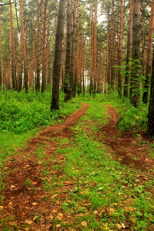 Forest road in the autumn forestの写真素材