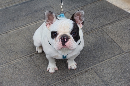 Bulldogの写真素材