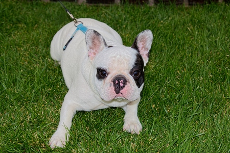Bulldogの写真素材