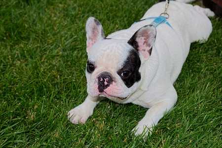 Bulldogの写真素材