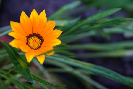 Flowerの写真素材