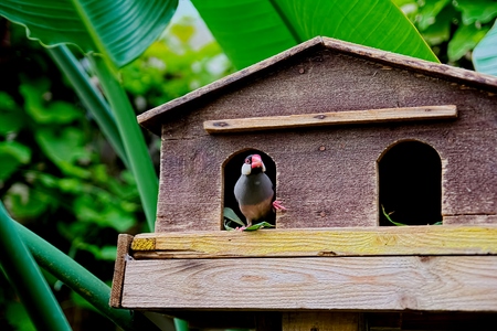 Bird Padda perch at cageの写真素材