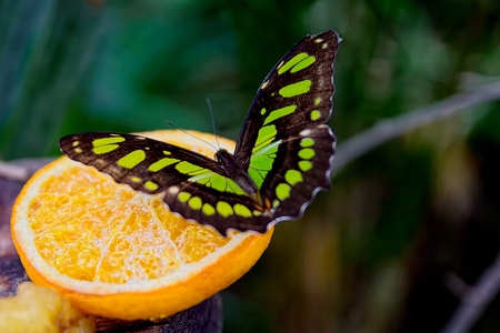 Butterflyの写真素材